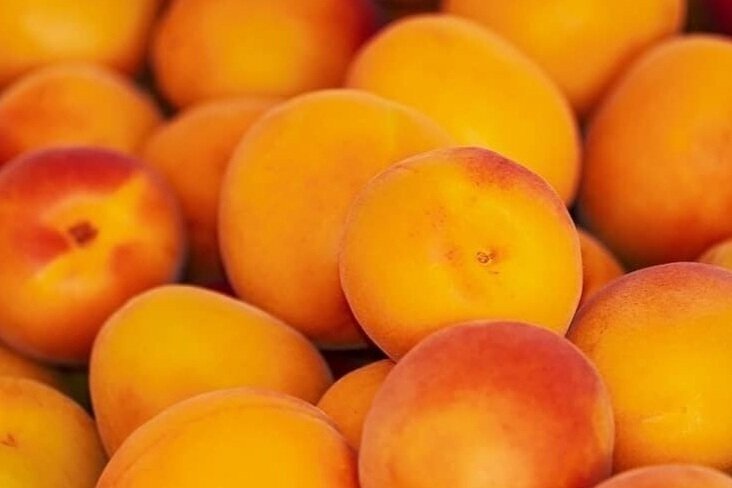 apricots-apricot-fruit-fruits-sweet-delicious-fresh-food-prunus-armeniaca A vibrant assortment of fresh strawberries, raspberries, blueberries, and blackberries arranged together, showcasing their rich colors and textures, perfect for highlighting seasonal fruits or healthy eating.